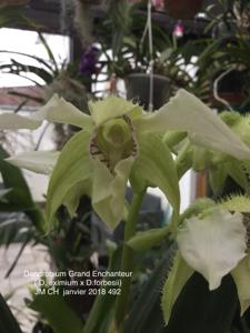 Dendrobium Grand Enchanteur