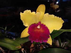 Rhyncholaeliocattleya Alma Kee