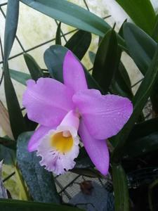 Cattleya Beaumesnil