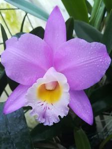 Cattleya Beaumesnil