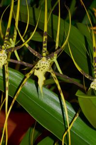 Brassia Spider's Gold