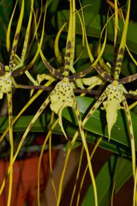 Brassia Spider's Gold