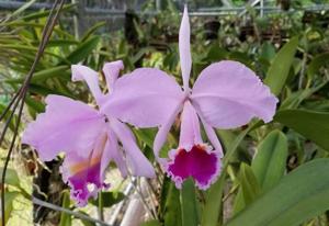 Cattleya Edithiae