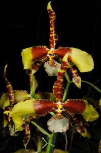 Rossioglossum Rawdon Jester