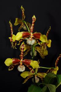 Rossioglossum Rawdon Jester