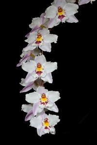 Oncidium Ardentissimum