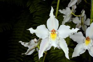 Oncidium Ardentissimum