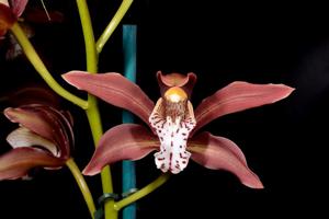 Cymbidium Prince George