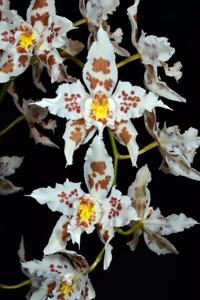 Oncidium Ardentissimum