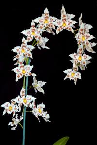 Oncidium Ardentissimum