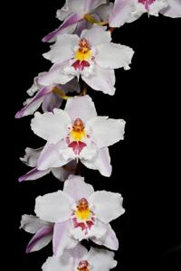 Oncidium Ardentissimum