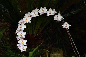 Oncidium Ardentissimum