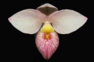 Phragmipedium Hanne Popow