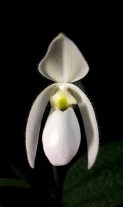 Paphiopedilum Deperle