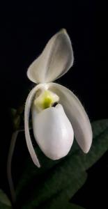 Paphiopedilum Deperle