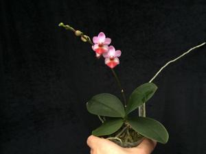 Phalaenopsis Liu's Cute Angel