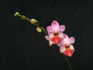 Phalaenopsis Liu's Cute Angel