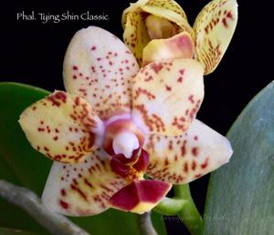 Phalaenopsis Tying Shin Classic