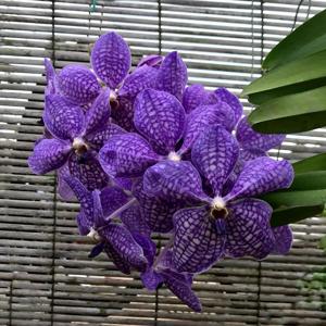 Vanda Rothschildiana