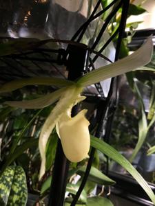 Paphiopedilum White Promise