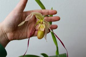 Phragmipedium Rumwall