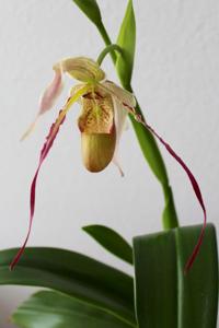 Phragmipedium Rumwall