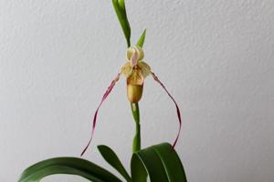 Phragmipedium Rumwall