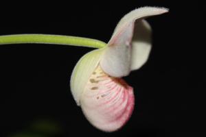 Phragmipedium Hanne Popow