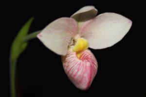 Phragmipedium Hanne Popow