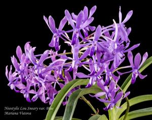 Vandachostylis Lou Sneary