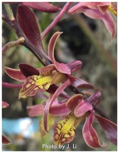 Dendrobium Tiny Twister