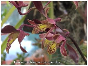 Dendrobium Tiny Twister