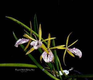 Encyvola Selsal's Galaxy Stars