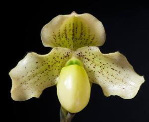 Paphiopedilum Long Look