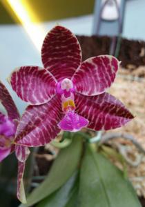 Phalaenopsis LYC Flaming Passion