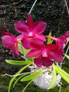 Cattleytonia Jamaica Red