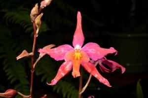 Oncidium Keighleyensis