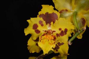 Oncidium Artur Elle