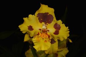 Oncidium Artur Elle