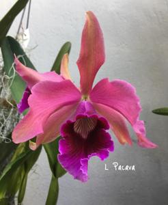 Cattleya Pacavia