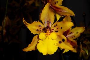 Oncidium Tiger Crow