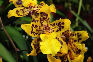 Oncidium Tiger Crow
