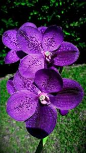 Vanda John De Biase