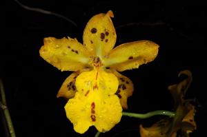 Oncidium Tiger Hambühren