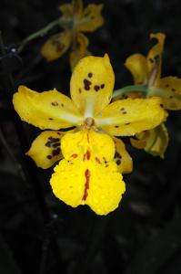 Oncidium Tiger Hambühren