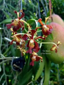 Vanda Motes Mahogany