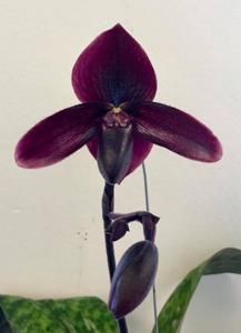 Paphiopedilum Ron Sims