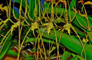 Brassia Spider's Gold