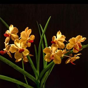 Papilionanda National University of Singapore