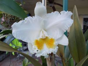 Cattleya Mary Lynn McKenzie